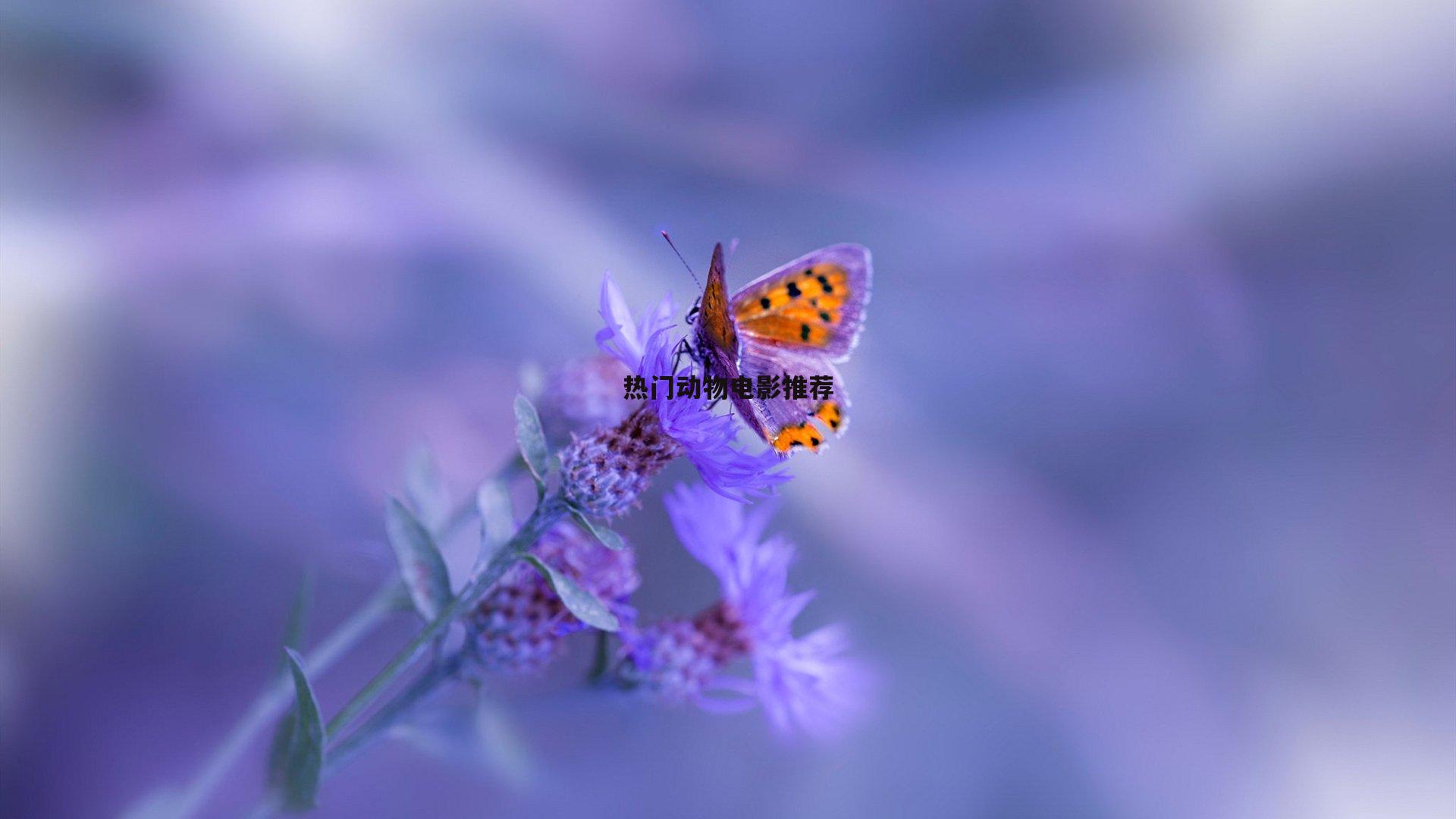 热门动物电影推荐