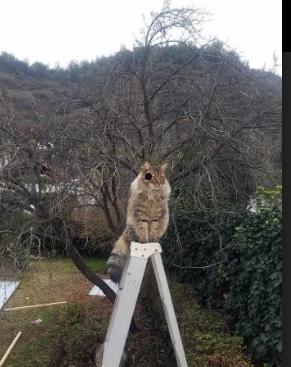 真正免费在线电影！