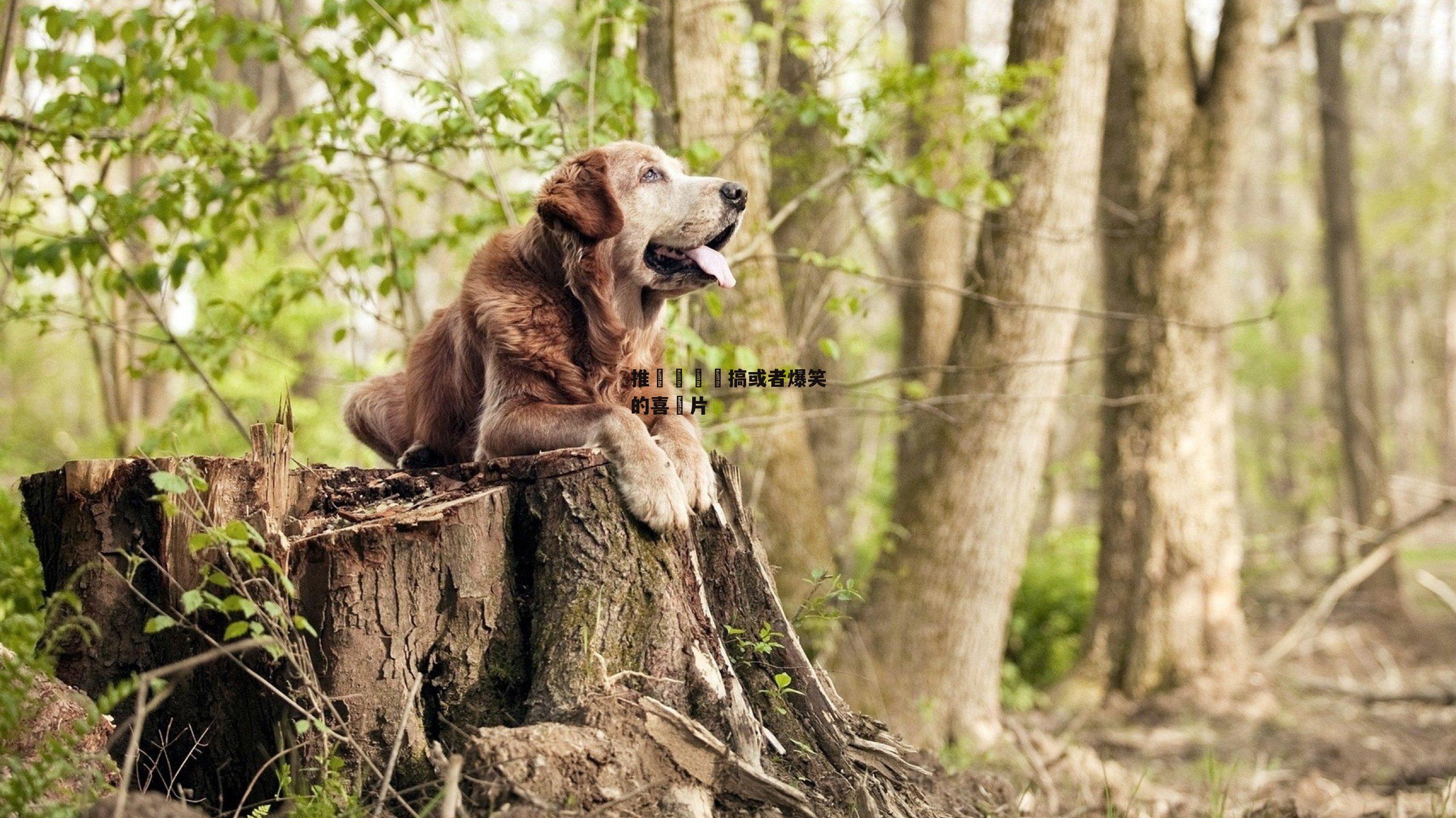 推薦幾個惡搞或者爆笑的喜劇片